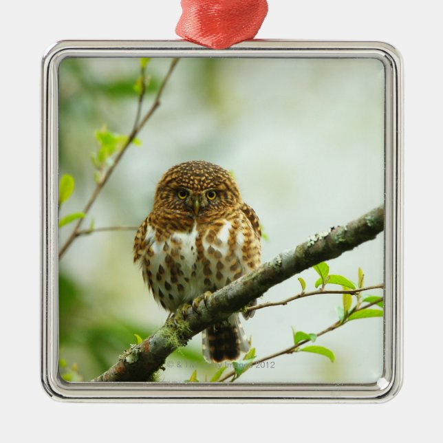 Collared pigmy owlet perching on tree branch, metal ornament (Front)