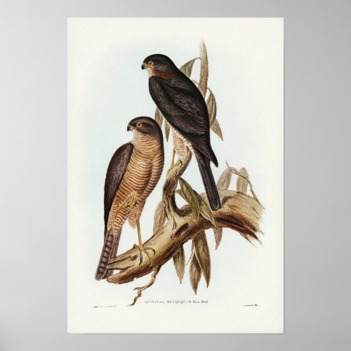 Collared Sparrow Hawk by Elizabeth Gould Poster