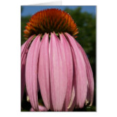 Collasol Echinacea (Front)