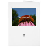 Collasol Echinacea Cards (Back)