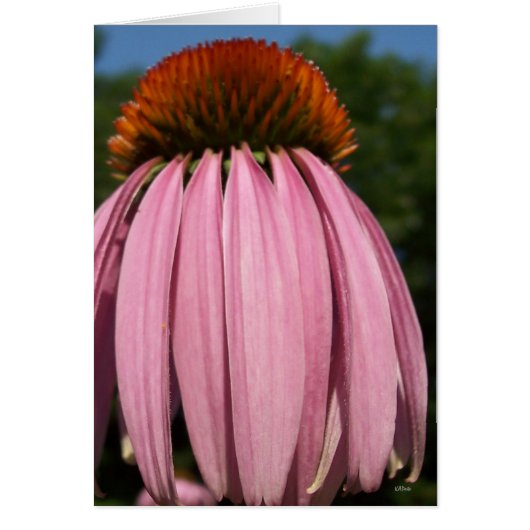 Collasol Echinacea Cards (Front)