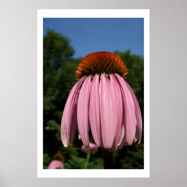 Collassal Echinacea Poster (Front)