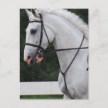 Collected White Horse  Postcard