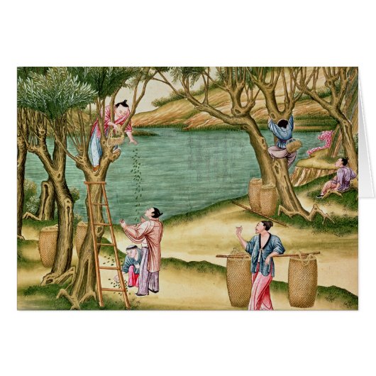 Collecting mulberries (Front Horizontal)