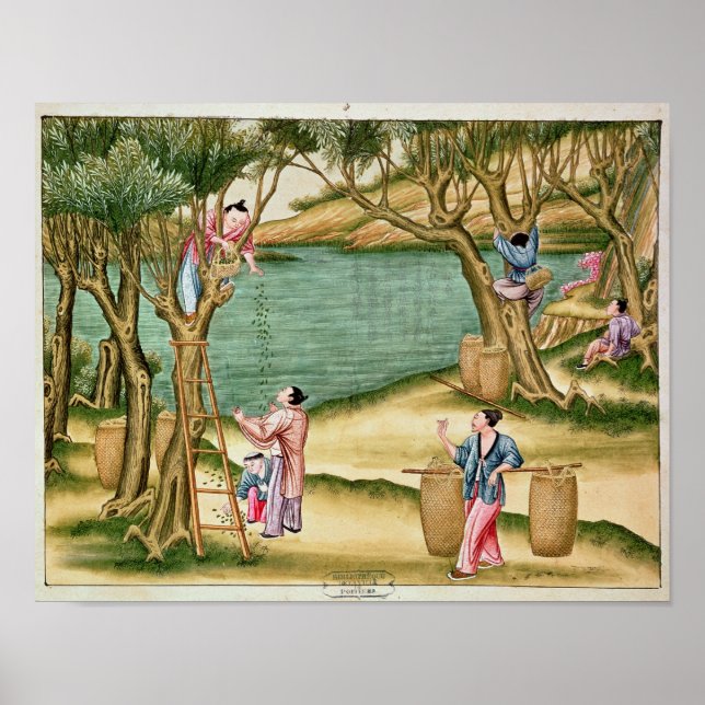 Collecting mulberries poster (Front)