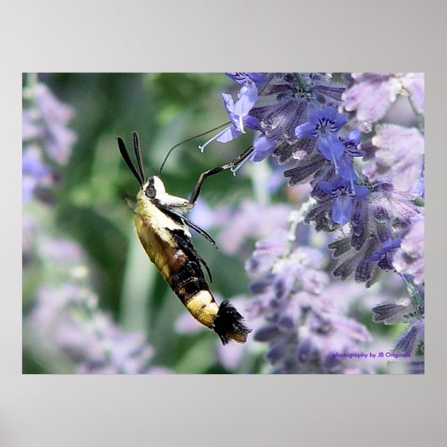 Collecting Nectar  - photography by JB Originals Poster (Front)