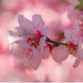 Spring Cherry Blossoms Pale Pink White Wedding Invitation