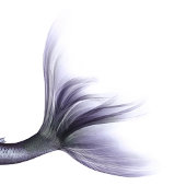 Mermaid Chic | Dusty Lavender Purple Graduation Invitation