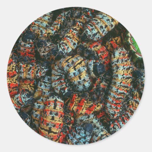 Collection Of Mopane Worms Imbrassia Belina Classic Round Sticker