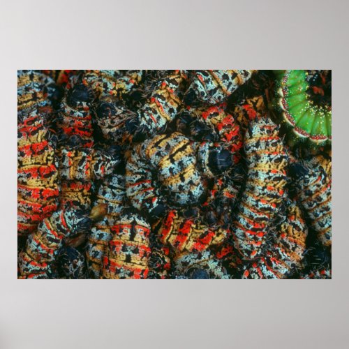 Collection Of Mopane Worms Imbrassia Belina Poster