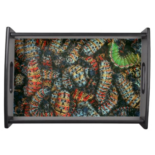 Collection Of Mopane Worms Imbrassia Belina Serving Tray