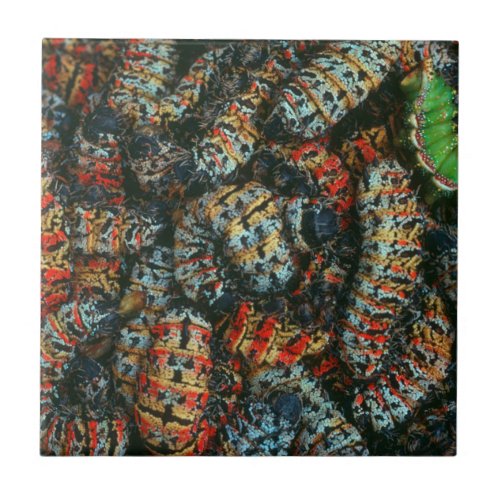 Collection Of Mopane Worms Imbrassia Belina Tile