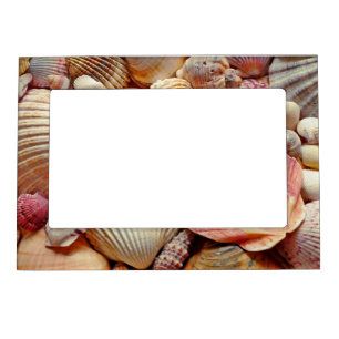 Collection of Seashells Scallops Clams and Conch Magnetic Frame
