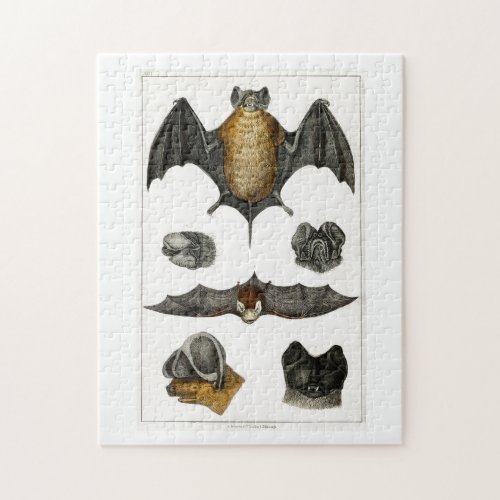 Collection of various Bats Jigsaw Puzzle