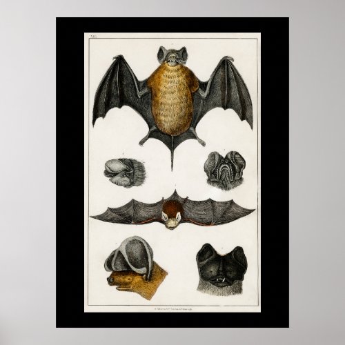Collection of various Bats Poster