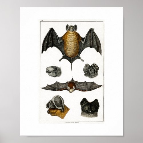 Collection of various Bats Poster