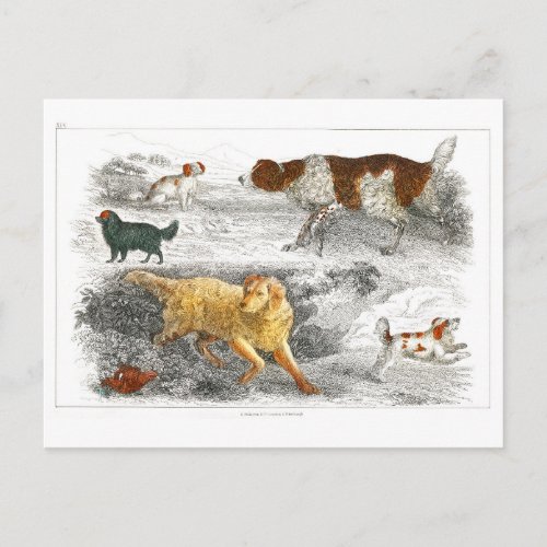 Collection of various dogs by Oliver Goldsmith  Postcard