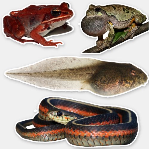 Collection of Vinyl Herpetological Stickers