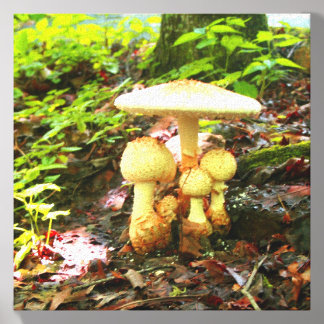 Collection of White Mushrooms Canvas Photo Tile