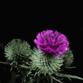 Stunning Scottish Thistle Family Clan Magnet