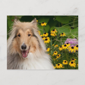 Collie And Flowers Postcard