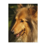 Collie Breed Postcard