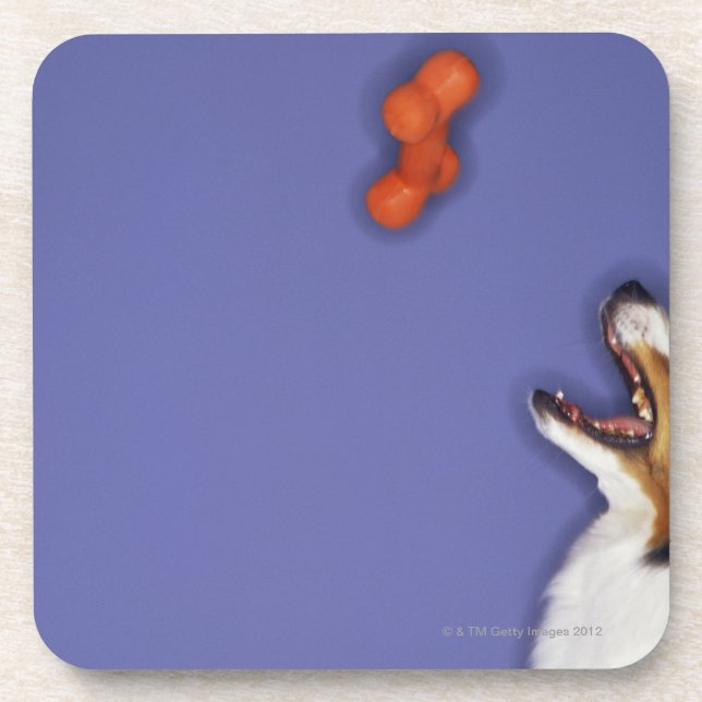 Collie catching plastic bone beverage coaster (Front)