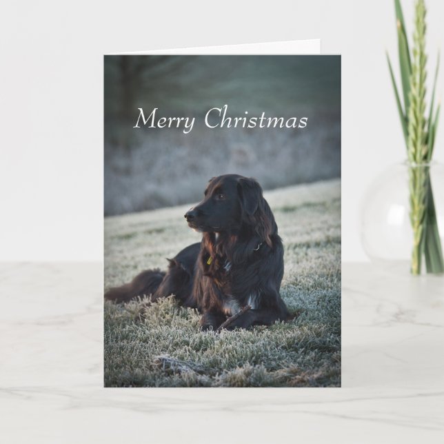 Collie Cross Holiday Card (Front)