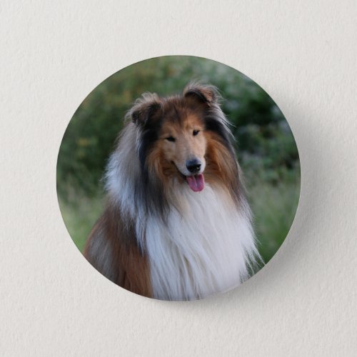 Collie dog beautiful photo button pin