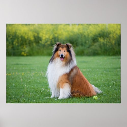 Collie dog beautiful photo poster print