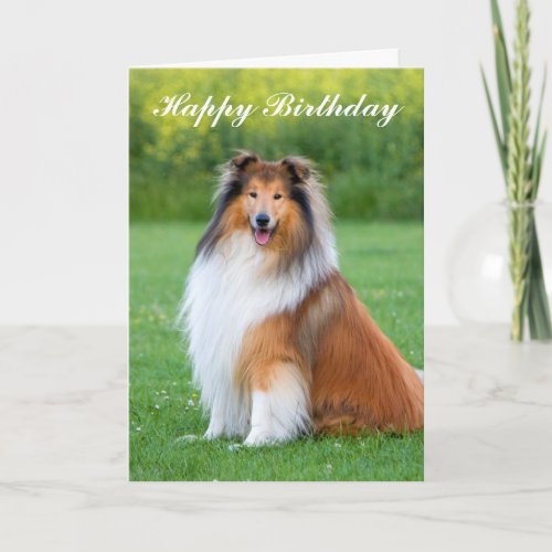 Collie dog birthday card