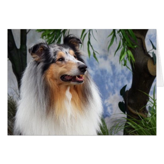 Collie dog blue merle blank greeting card