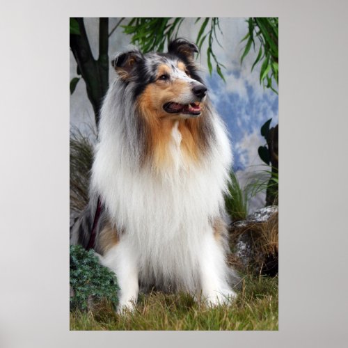 Collie dog blue merle poster print  gift idea poster