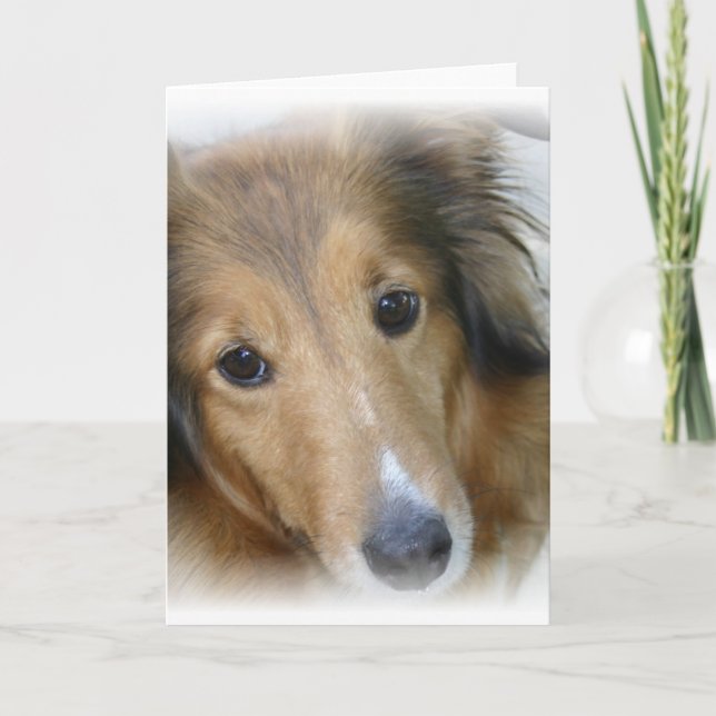 Collie Dog Greeting Card (Front)