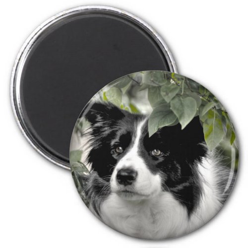 Collie Dog in the Woods Magnet