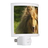 Collie Dog Night Light (Right)