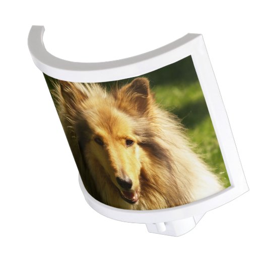 Collie Dog Night Light (Angled)