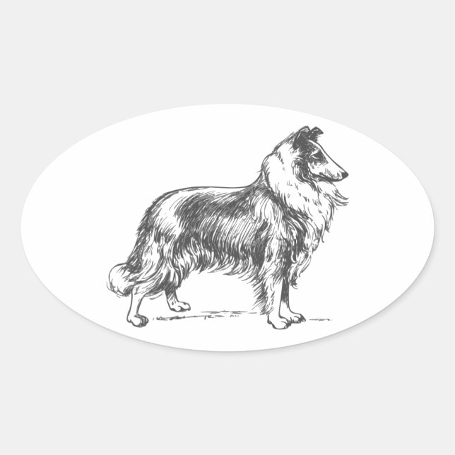 Collie Dog Oval Sticker (Front)