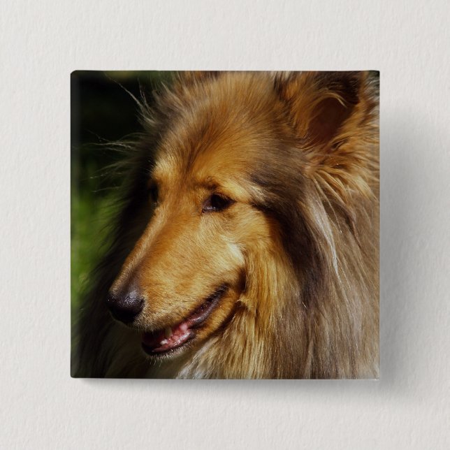 Collie Dog Photograph Pinback Button (Front)