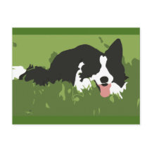 Collie Dog Postcard