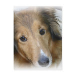 Collie Dog Postcard
