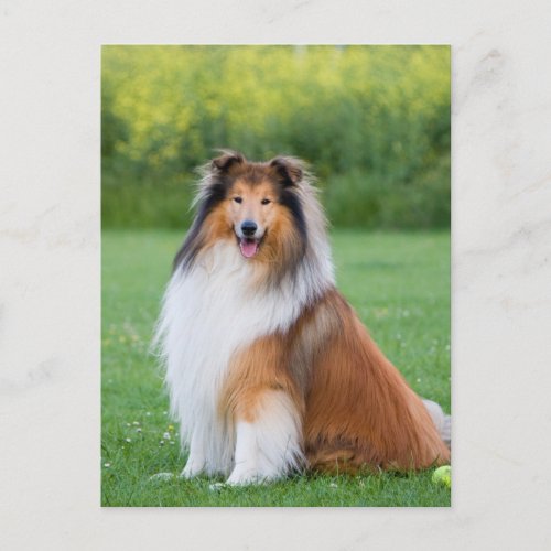 Collie dog postcard