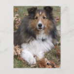 Collie Dog Postcard