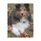 Collie Dog Postcard