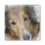 Collie Dog Square Magnet
