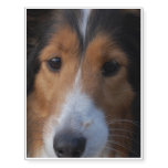 Collie Dog Temporary Tattoos