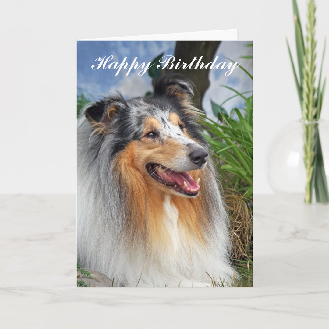 Collie Happy Birthday Greeting Card 