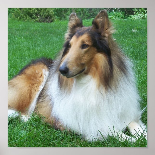 Collie in the Grass Poster (Front)