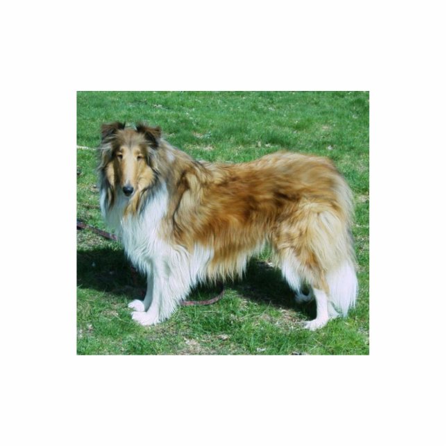 Collie Keychain -photosculptured (Front)