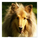 Collie Lassie Dog Print